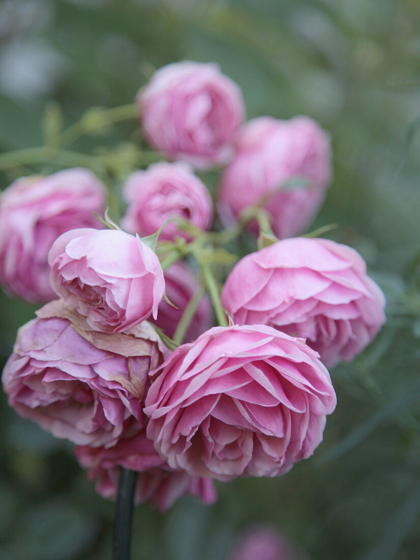 Rose petals