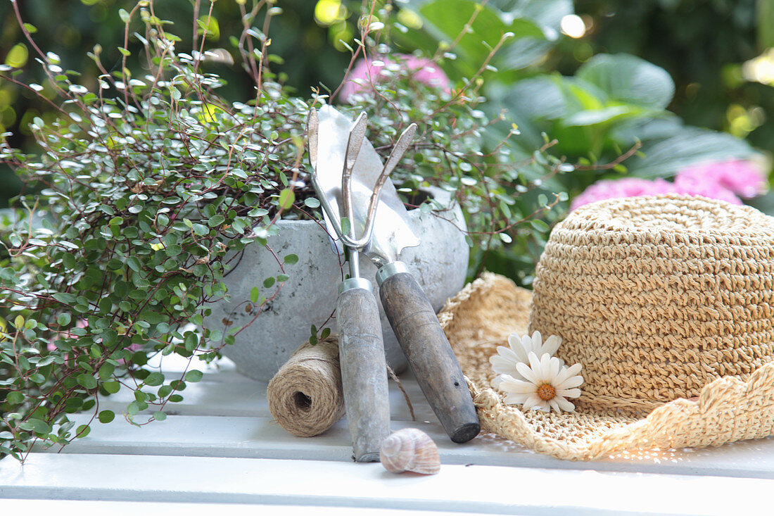 Hand tools next to potted wire vine