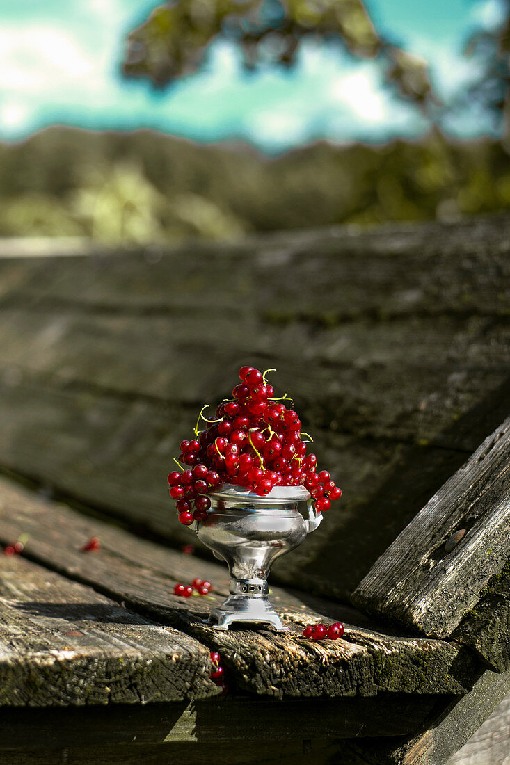 Red currants in a silver cup
