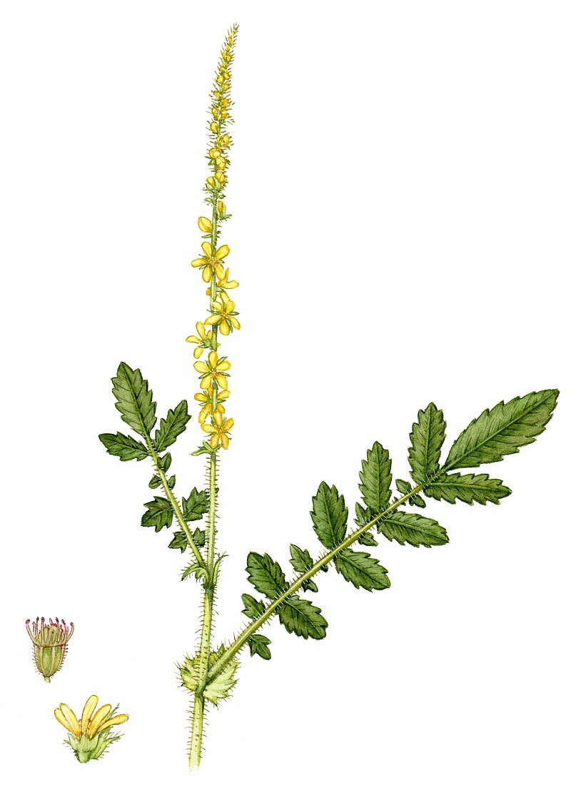 Common agrimony (Agrimonia eupatoria), illustration