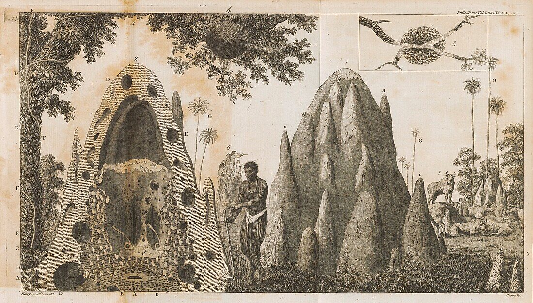 Man next to a termite colony, 18th century illustration