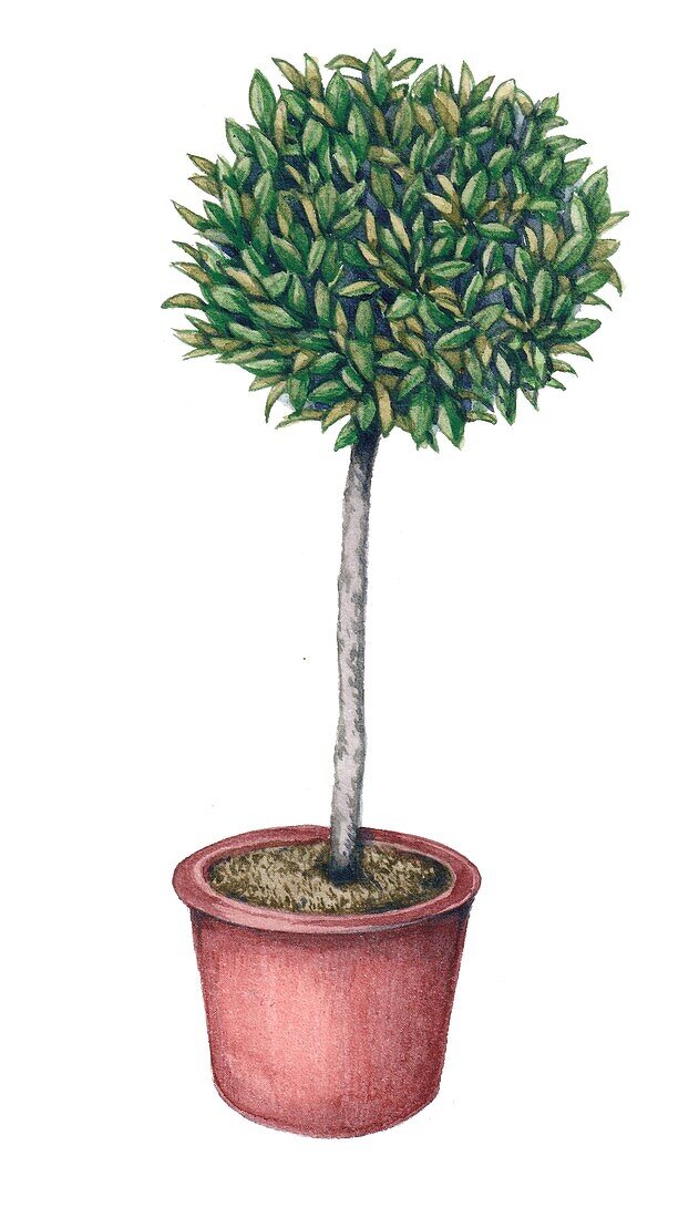 Bay tree (Laurus nobilis) in pot, illustration