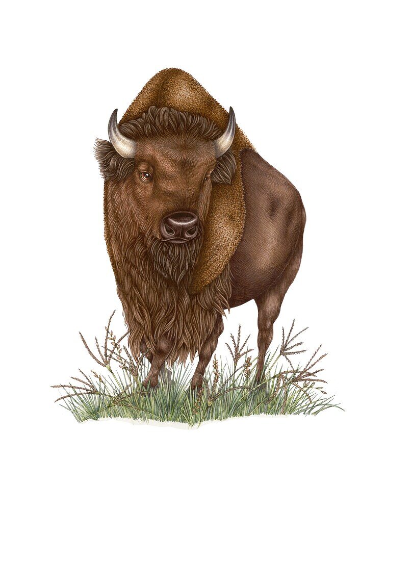 Bison, illustration