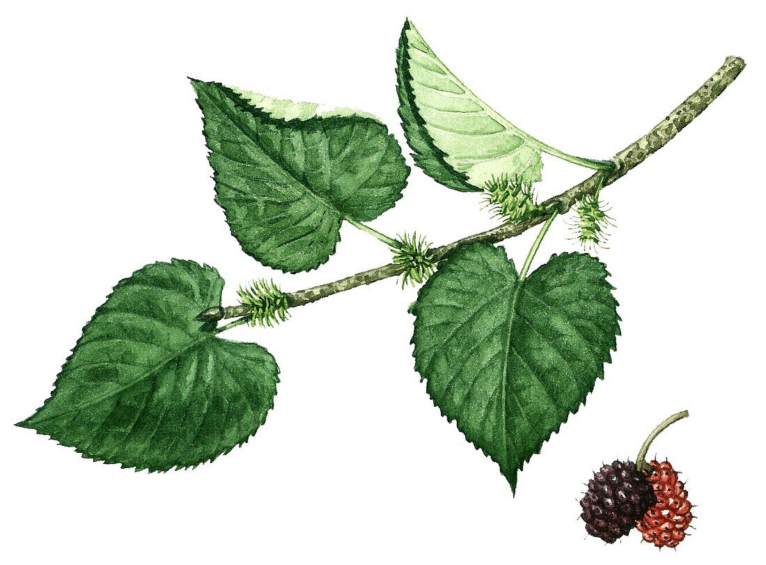 Black mulberry (Morus nigra), illustration