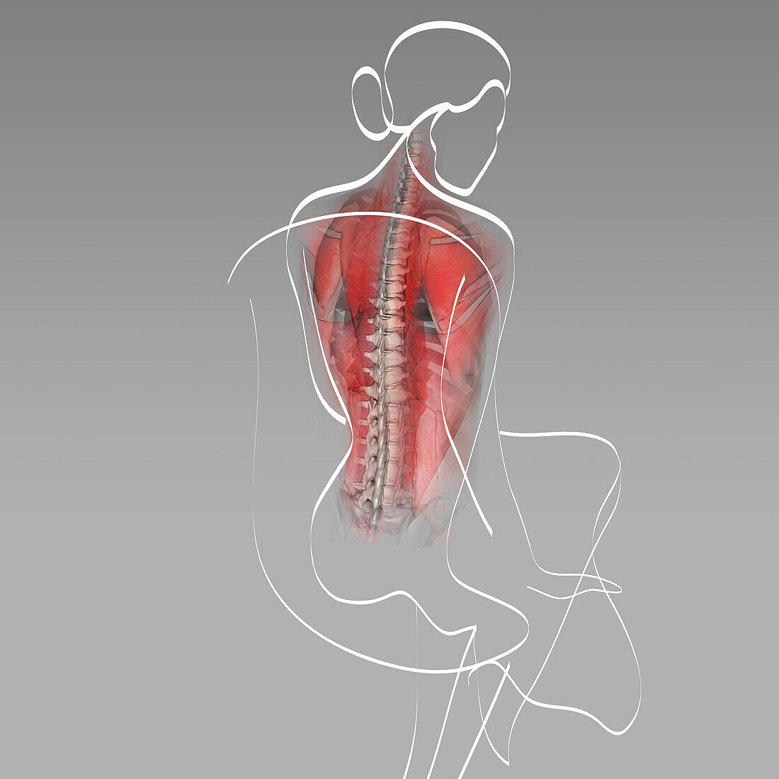 Female back muscles, illustration