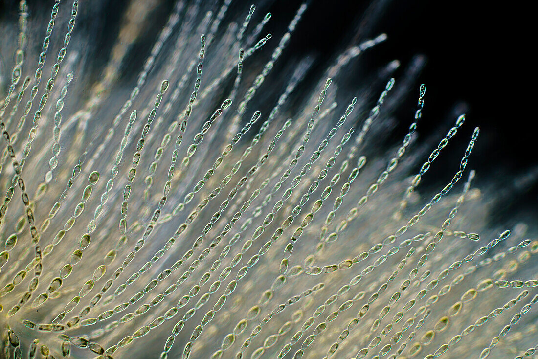 Batrachospermum gelatinosum, light micrograph