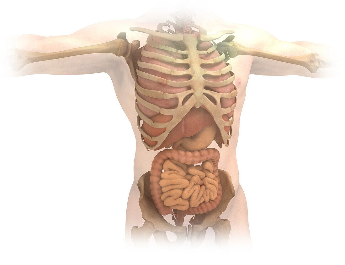 Human torso structure, illustration