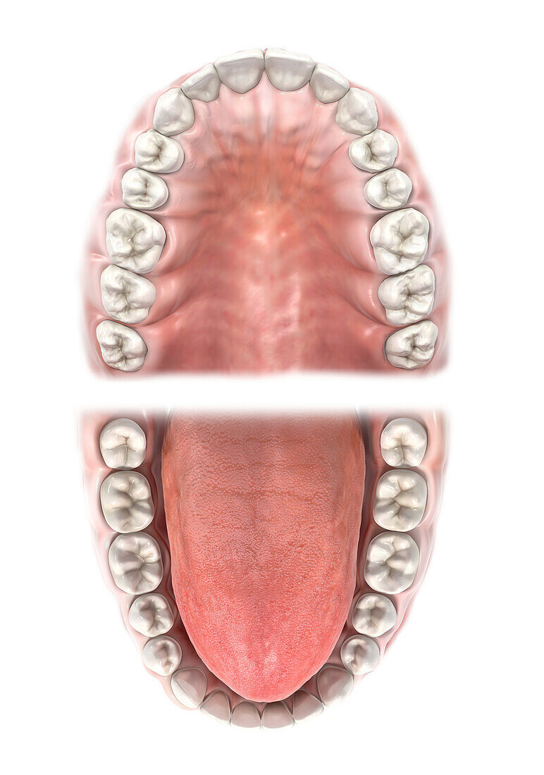 Teeth of the upper and lower jaw, illustration