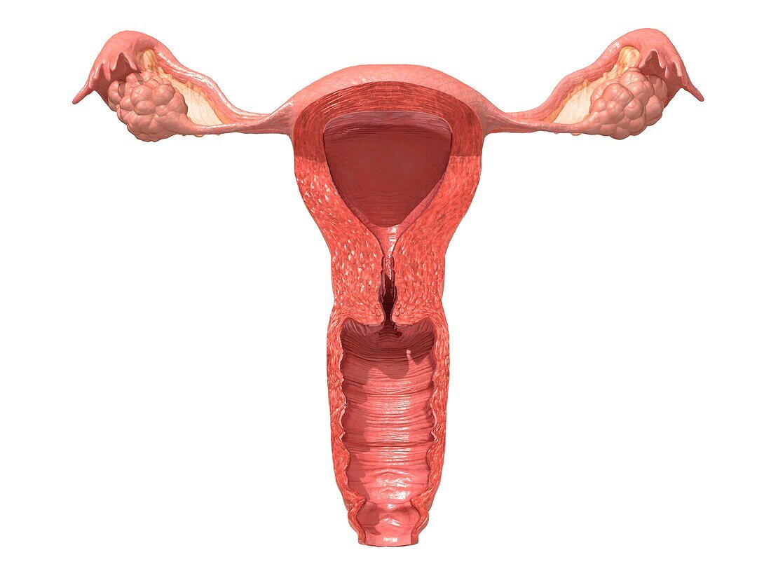 Female reproductive system, illustration