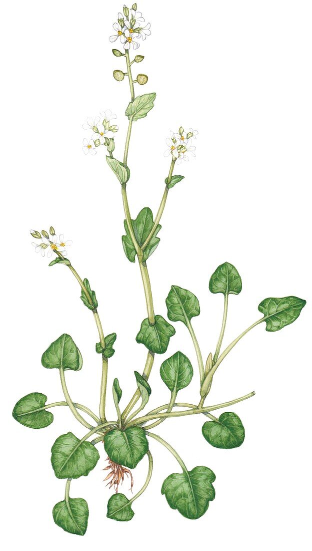 Common scurvy-grass (Cochlearia officinalis), illustration