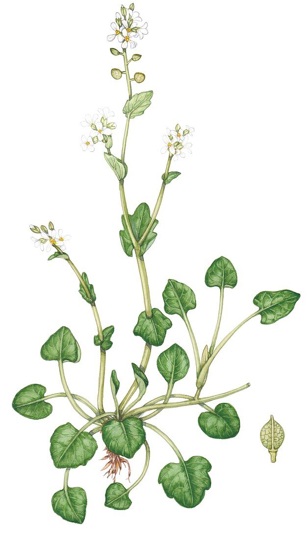 Common scurvy grass (Cochlearia officinalis), illustration