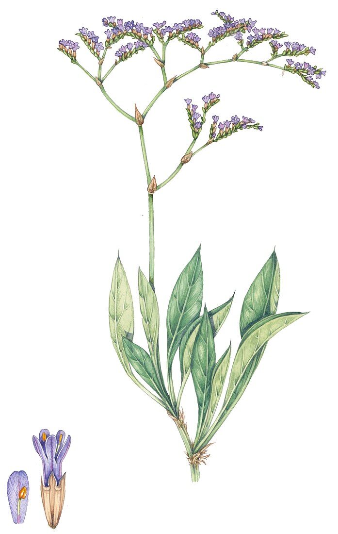 Sea lavender (Limonium vulgare), illustration