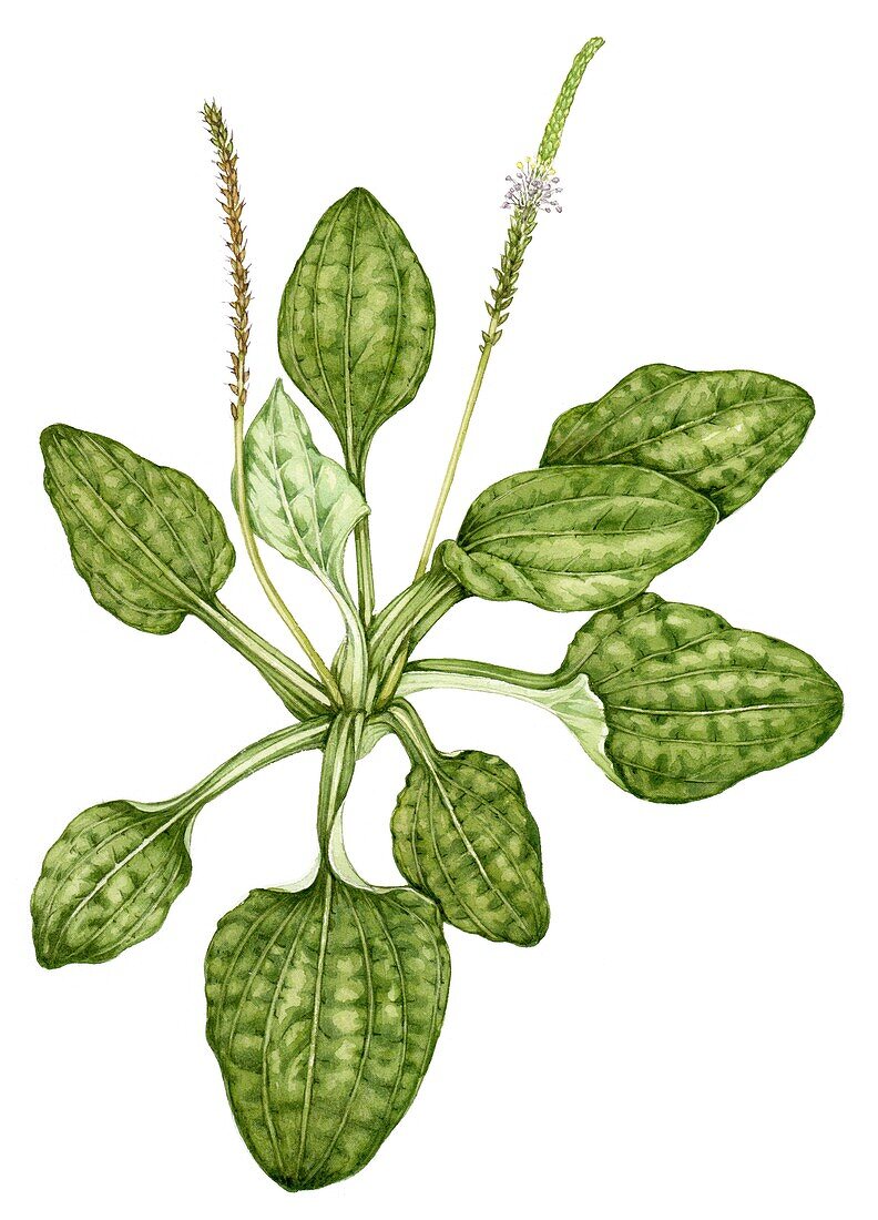 Greater plantain (Plantago major), illustration