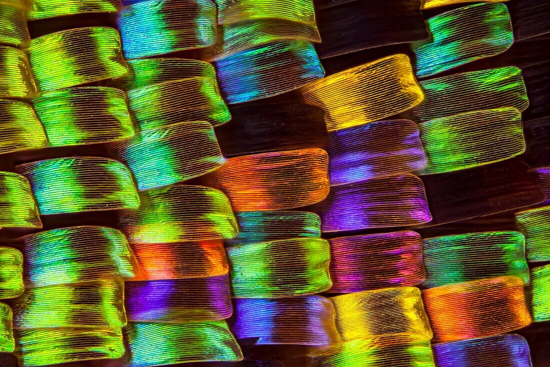 Sunset moth wing scales, LM