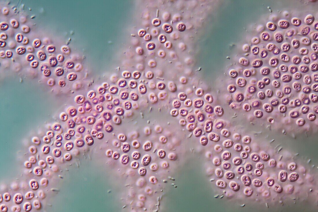 Purple bacteria, LM