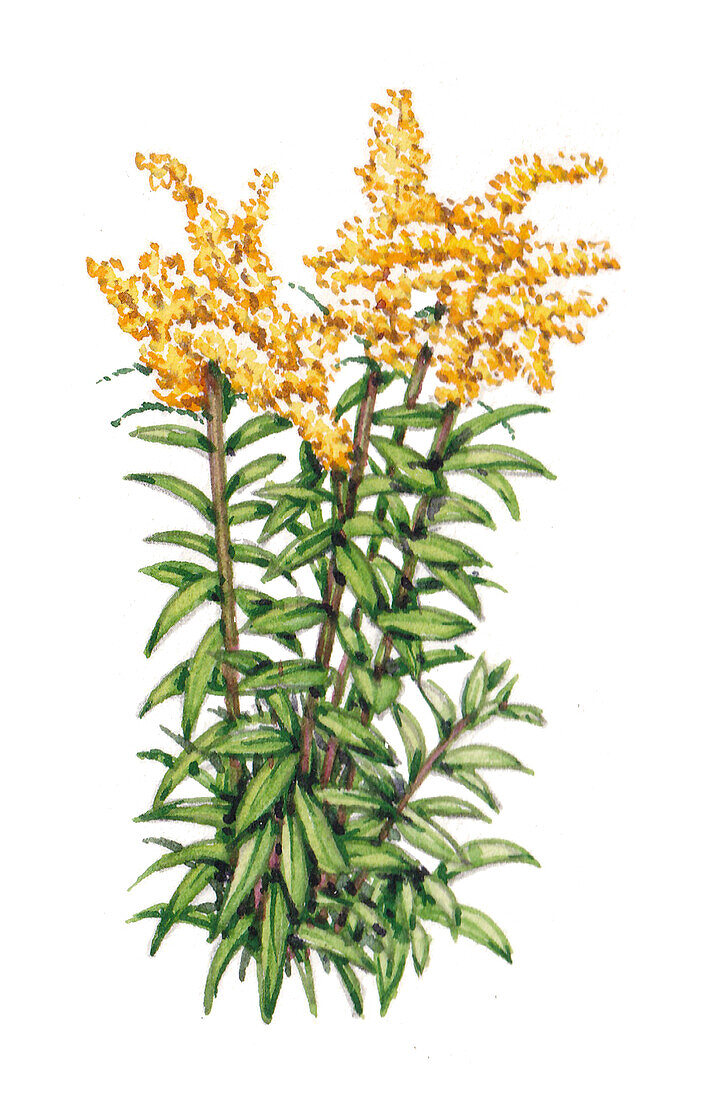 Canada goldenrod (Solidago canadensis), illustration