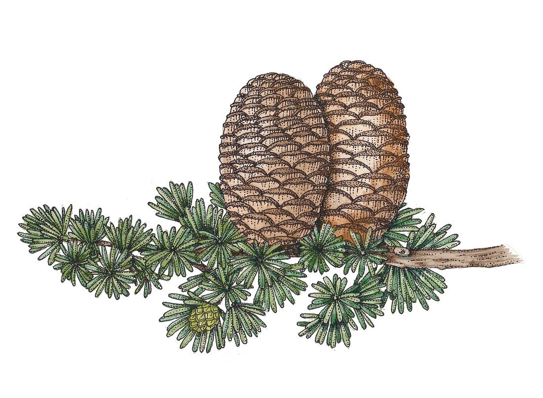 Cedar of Lebanon (Cedrus libani), illustration