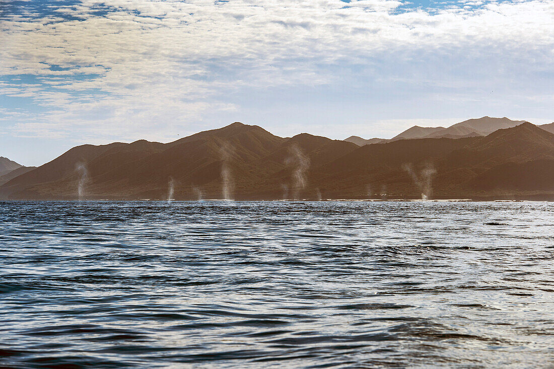 Grey whales blowing, Mexico