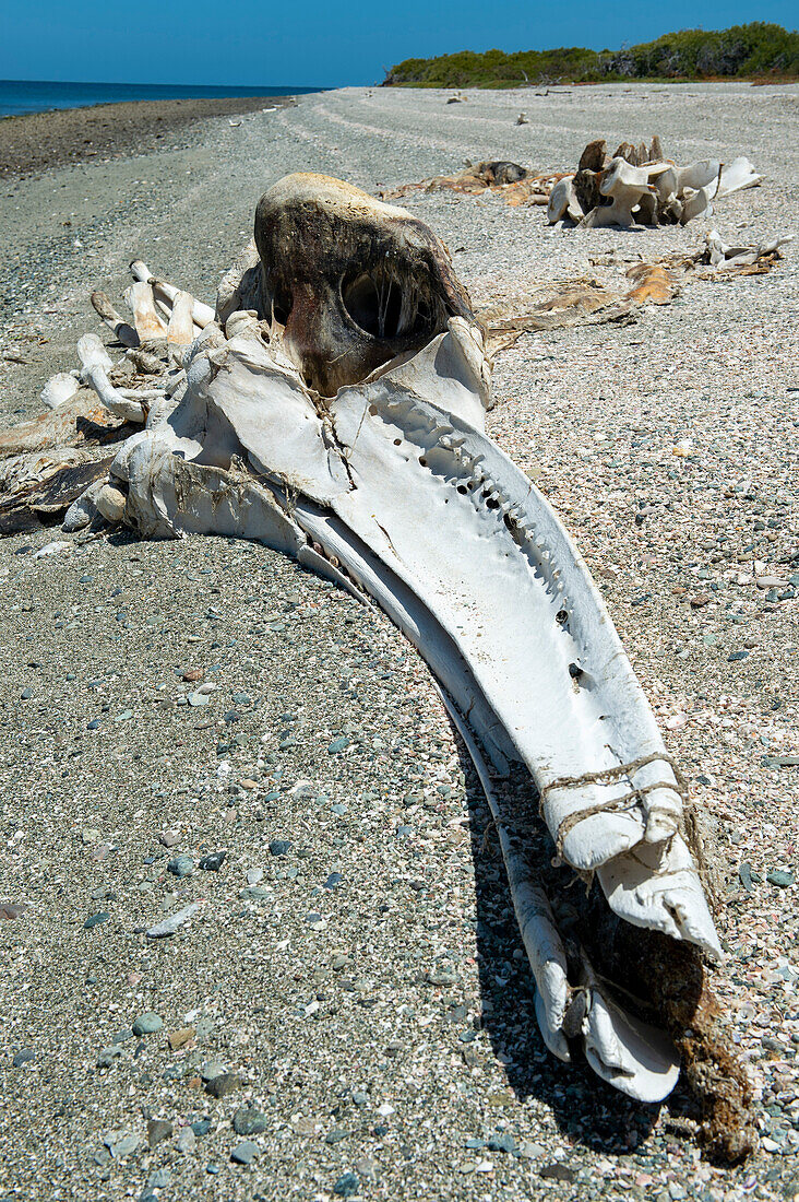 Grey whale skeleton