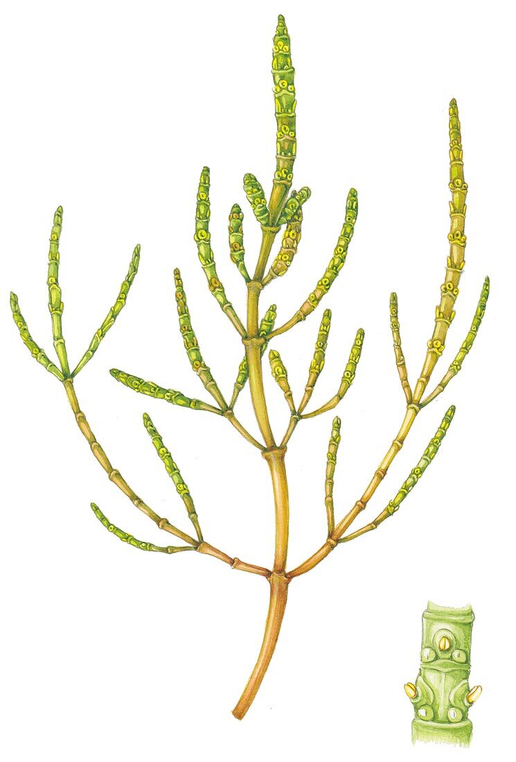 Common glasswort (Salicornia europaea), illustration