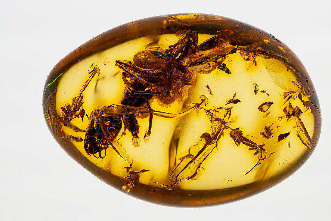 Ant trapped in amber