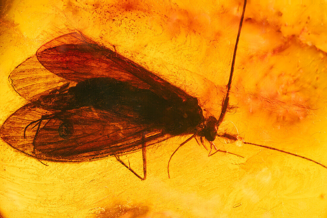 Insect fossilized in amber