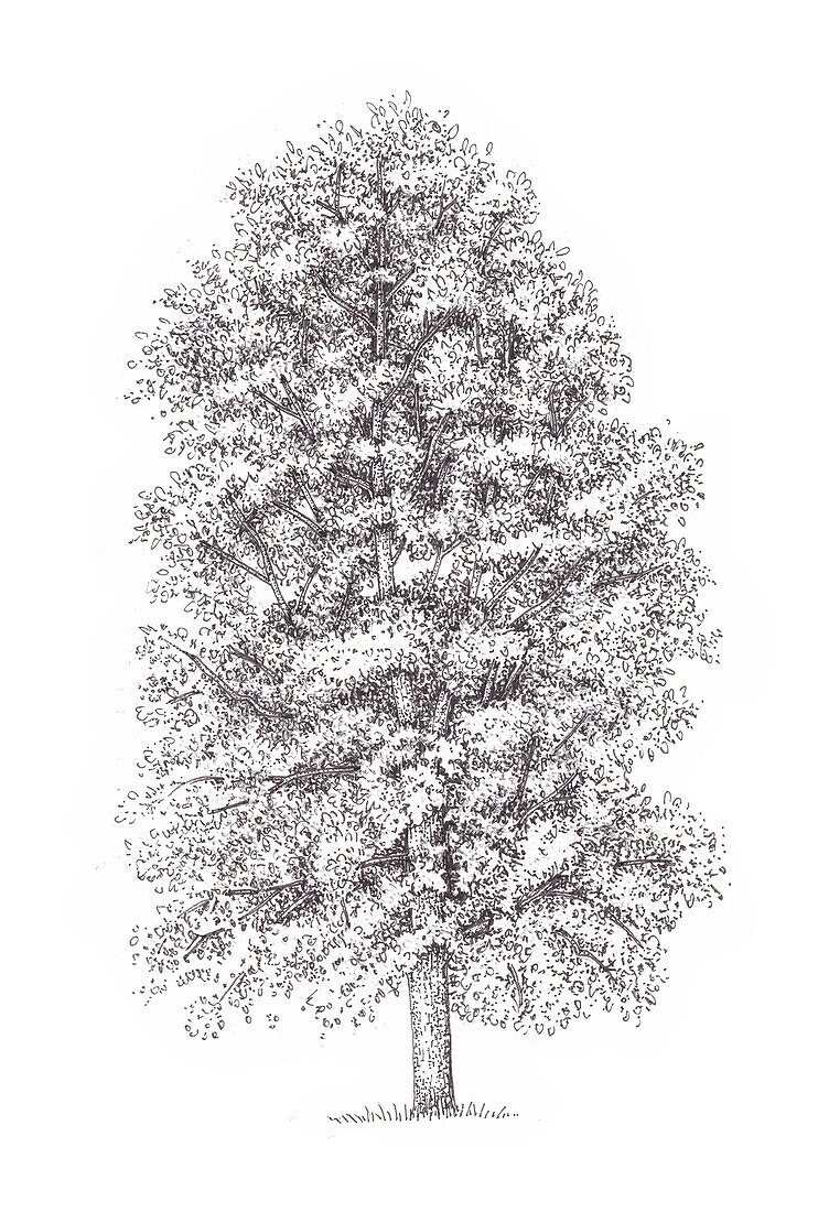 Common lime Tilia x europaea tree, illustration