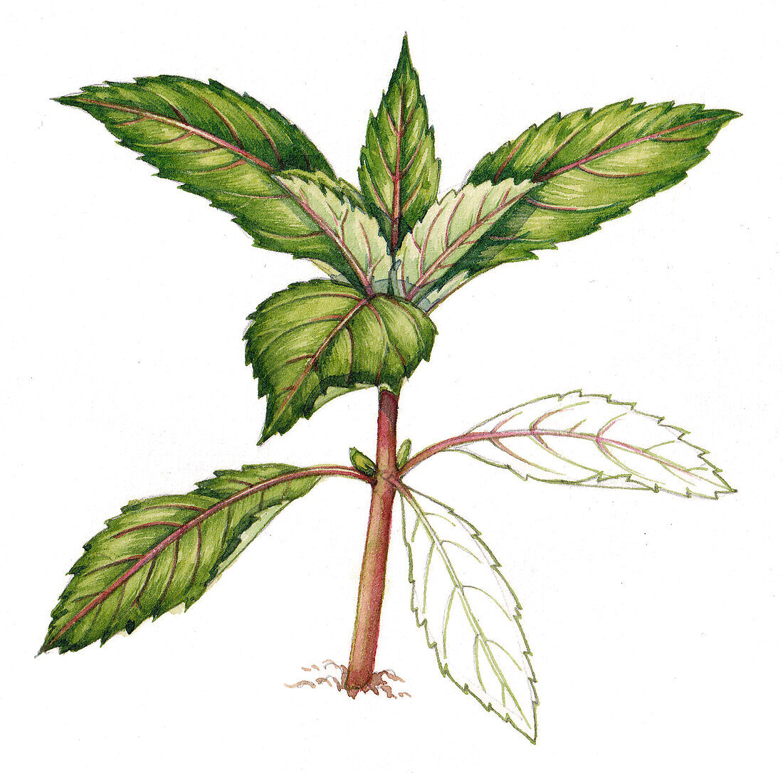 Himalayan balsam seedling, illustration