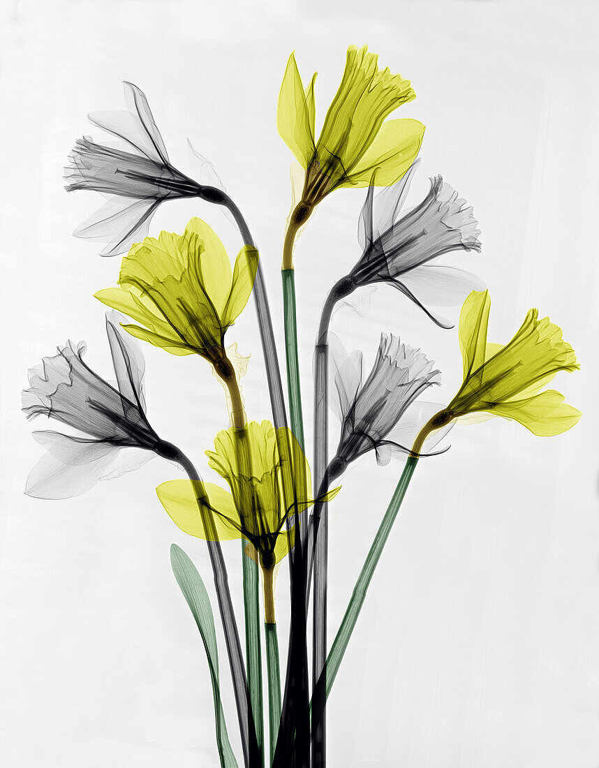 Daffodils, coloured X-ray