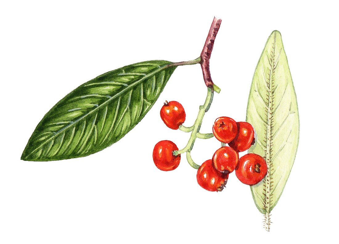 Hollyberry cotoneaster (Cotoneaster bullatus), illustration