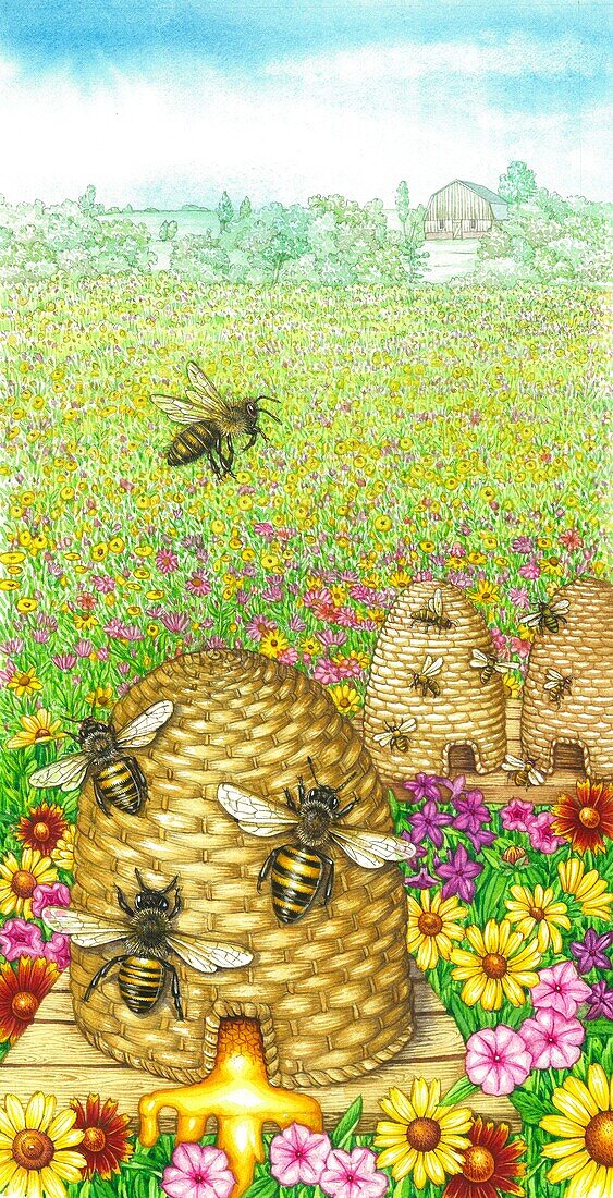 Honey bees and honey skeps, illustration