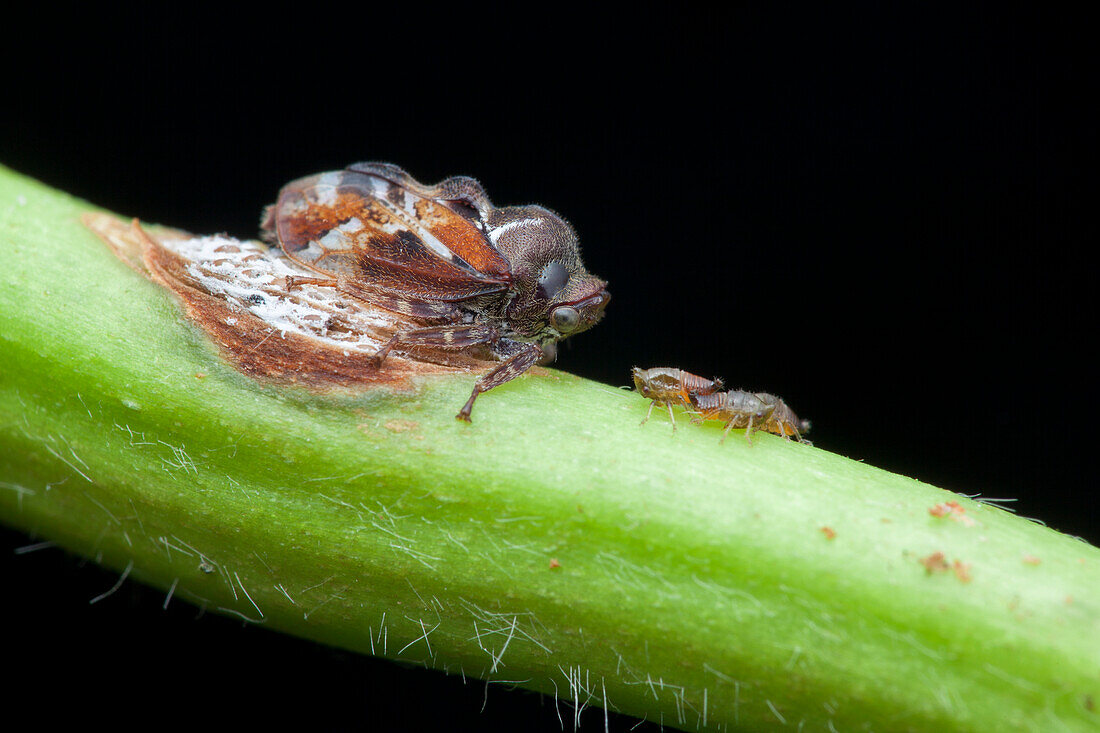 Treehopper laying eggs