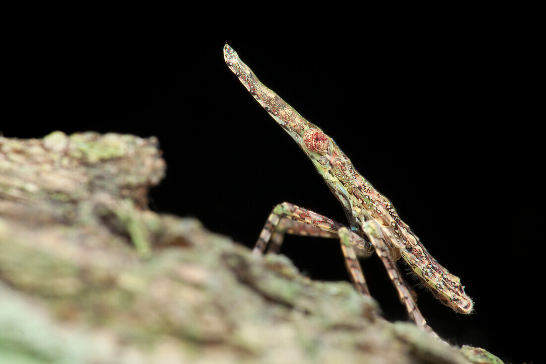Camouflage planthopper nymph