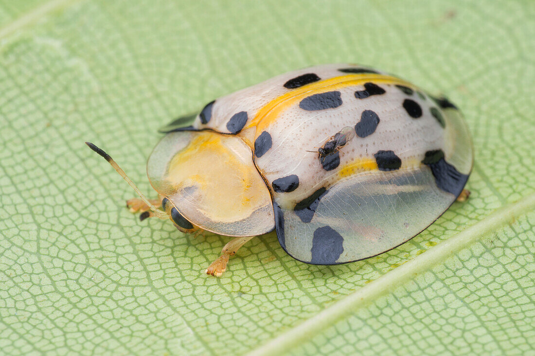 Tortoise beetle with parasitoid wasp