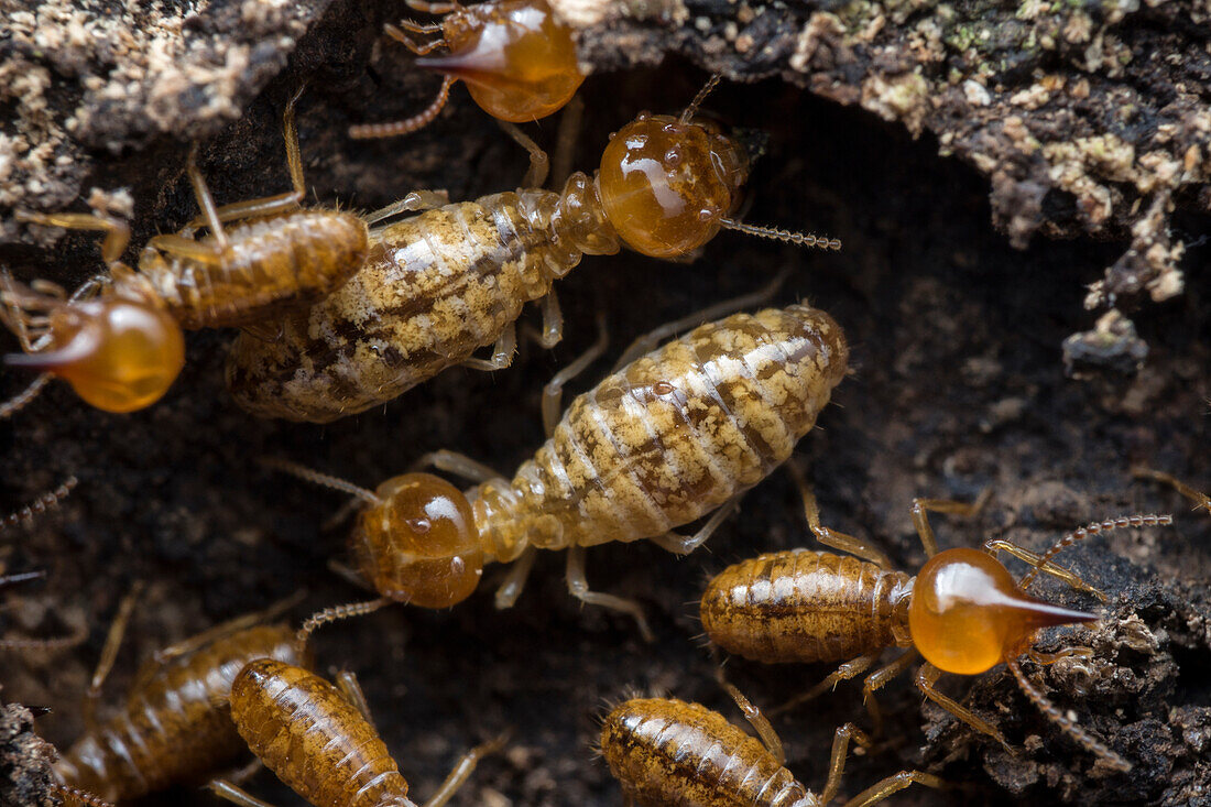 Termites with translucent cuticles