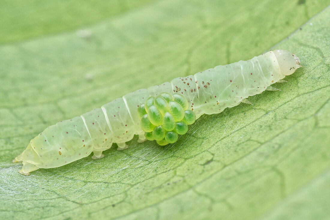 Parasitic wasp larvae