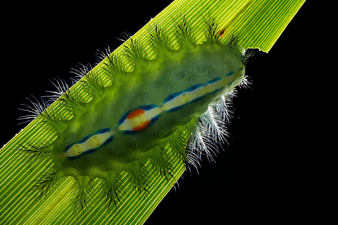 Slug caterpillar feeding