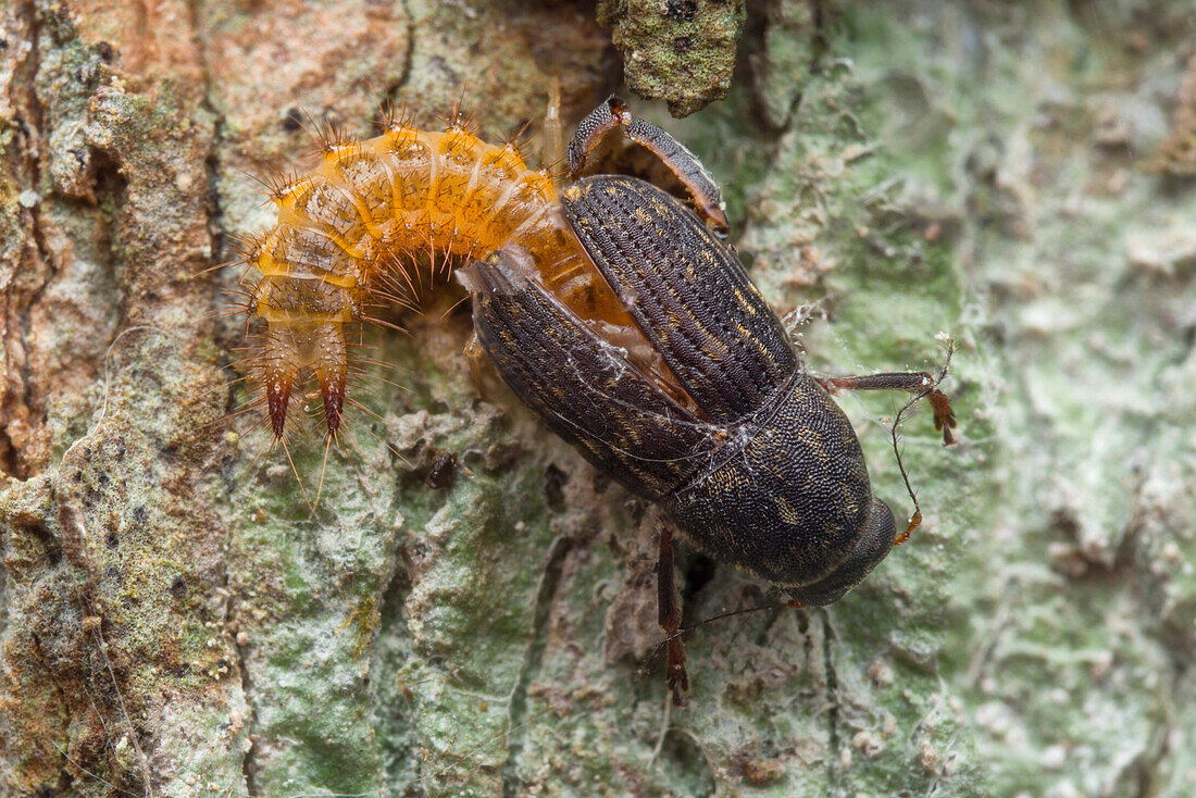 Soft wing beetle larva feeding on weevil