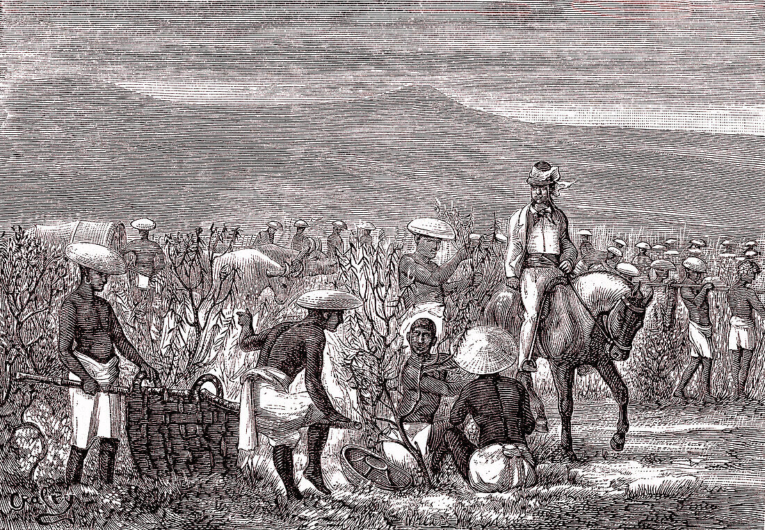 Harvesting coffee, 19th century illustration