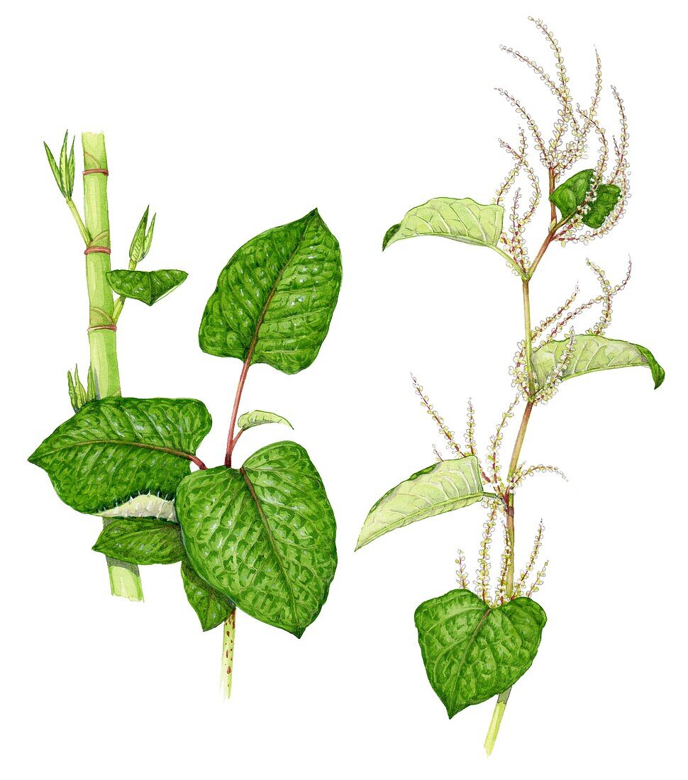 Hybrid knotweed, illustration