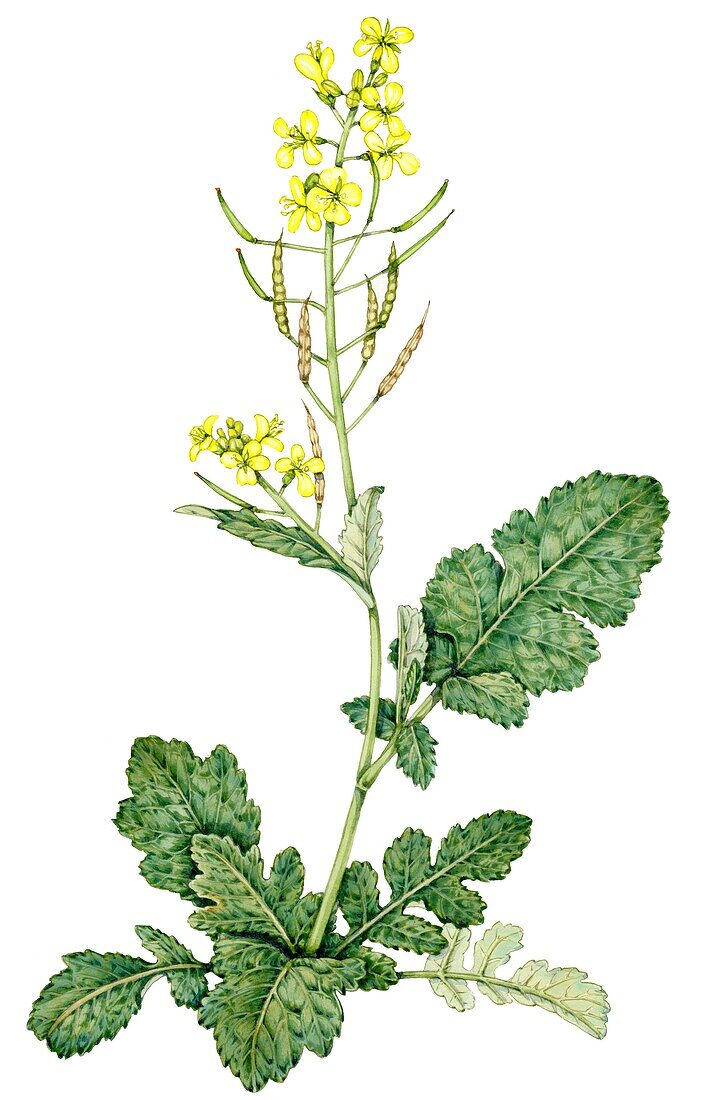 Indian mustard (Brassica juncea), illustration