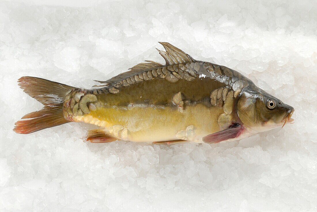 Fresh carp on ice