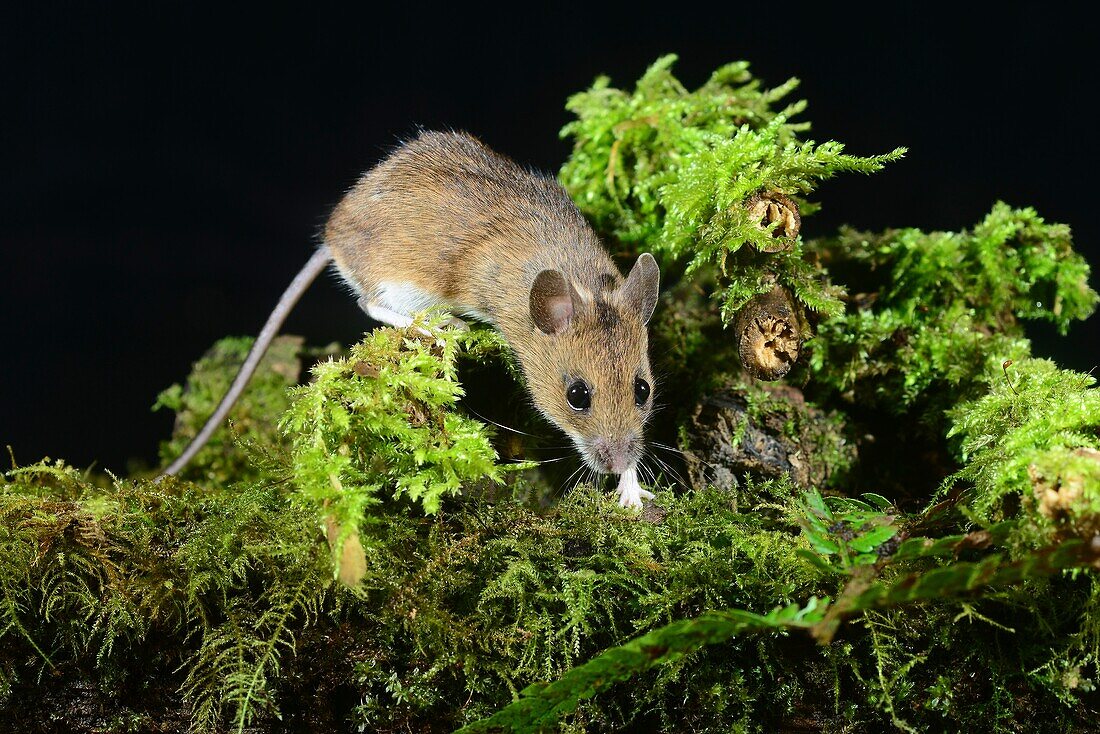 Wood mouse