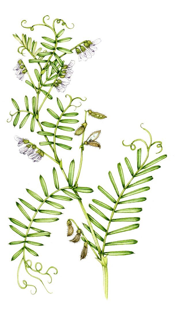 Hairy tare (Vicia hirstuta), illustration