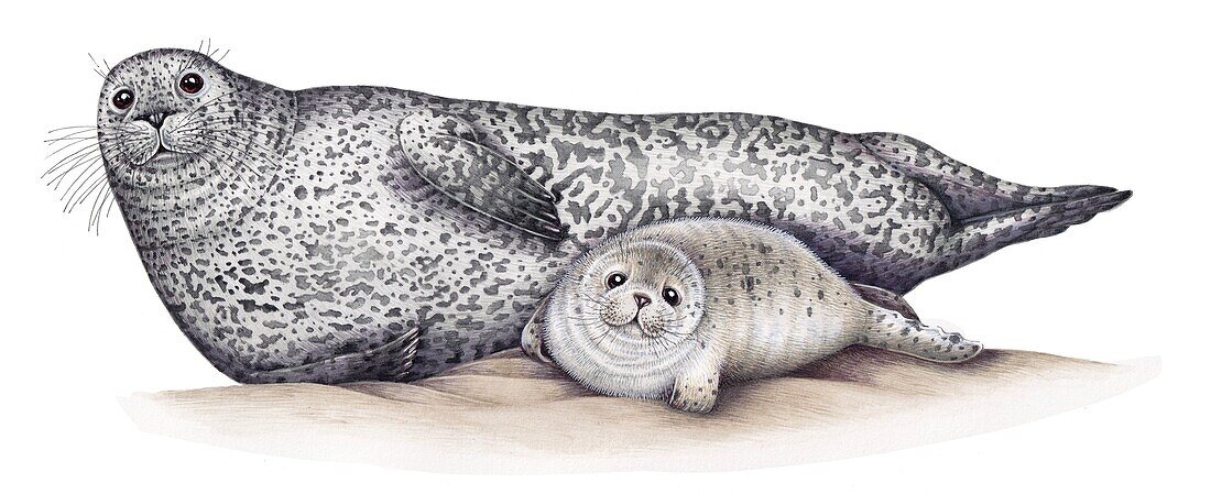 Harbour seal female and pup, illustration