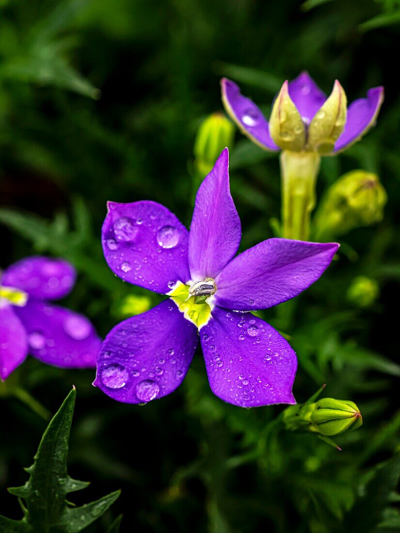 Isotoma axillaris 'Fizz 'n' Pop Purple' flowers