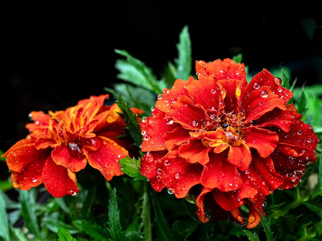 Marigold 'Fireball' flowers
