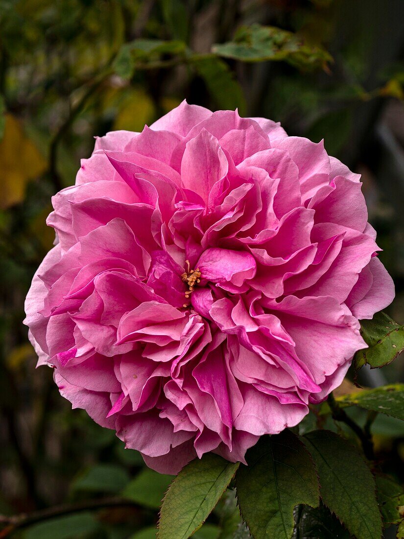 Rose (Rosa 'Cessa') flower