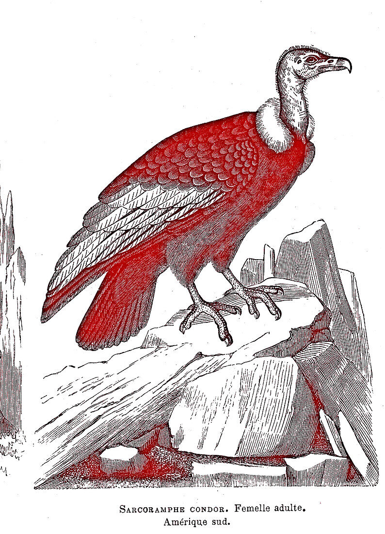 Adult female condor, 19th century illustration.