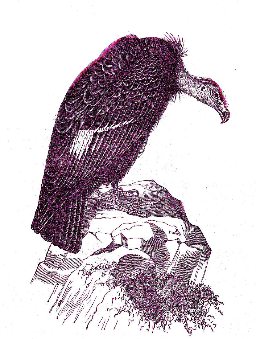 California condor, 19th century illustration